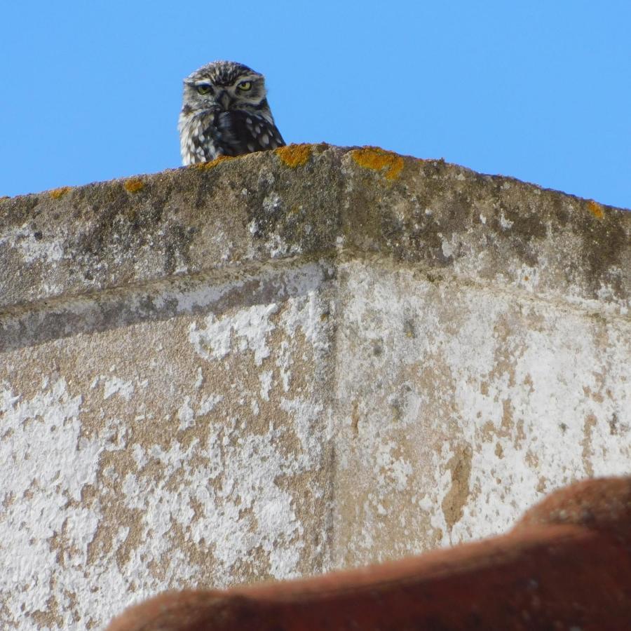 The Little Owls Nest Каштру-Верди Экстерьер фото